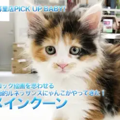 【メインクーン】バロック絵画を思わせる芸術的ルネッサンスにゃんこがやってきた！：ペットショップマルワン東日暮里店｜子猫情報！No.014220