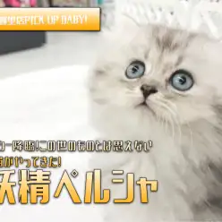【チンチラ ペルシャ】ピクシー降臨！この世のものとは思えない美猫がやってきた！｜ペットショップマルワン東日暮里店（東京都荒川区）｜子猫情報！NO.014224