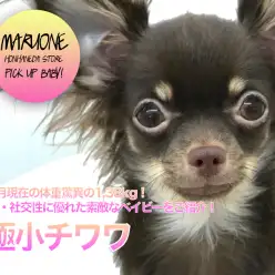 【極小チワワ】7ヶ月現在の体重驚異の1.38kg！健康・社交性に優れた素敵なベイビーをご紹介！：ペットショップマルワン本羽田店（東京都大田区）｜子犬情報！NO.512502