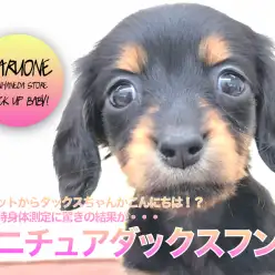 【ミニチュア・ダックスフント】ポケットからダックスちゃんがこんにちは！？入店時身体測定に驚きの結果が・・・：ペットショップマルワン本羽田店(東京都大田区)｜子犬情報！No.512540