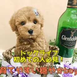 【アプリコット トイ・プードル】愛らしいお顔にうっとり見とれちゃう…♥初めての方にも育てやすい穏やかな性格の男の子：ペットショップマルワン大倉山店（横浜市港北区）｜子犬情報！No.6130703