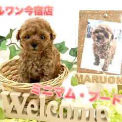 【タイニーサイズ!トイ・プードル】フランス代表犬!ミニマムサイズ&濃厚レッドのベビーフェイス:ペットショップマルワン今宿店(横浜市)|子犬情報No.120118