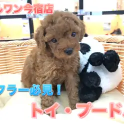 【小さめトイ・プードル】濃厚レッドのタイニーサイズ!コミカルな動きの元気娘♪:ペットショップマルワン今宿店(横浜市)|子犬情報No.120115