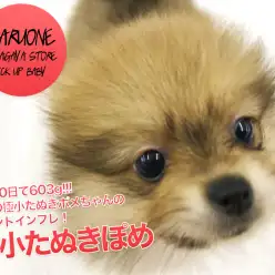 【極小ポメラニアン】生後80日で603g!!!驚異の極小たぬきポメちゃんのセカンドインプレ！：ペットショップマルワン鎌ヶ谷店（千葉県鎌ケ谷市）｜子犬情報!No．.17153
