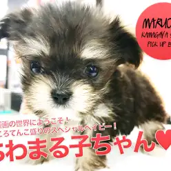 【小さめチワマル★MIX★】少女漫画の世界にようこそ!見どころてんこ盛りのスペシャルベイビー!:ペットショップマルワン鎌ヶ谷店(千葉県鎌ケ谷市)|子犬情報!No.117157
