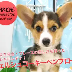 【黒コーギー】耳の立ち具合・ブレーズの美しさを持ったスペシャルレディ！：マルワン鎌ヶ谷店（千葉県鎌ケ谷市）オススメ子犬情報！No.117151