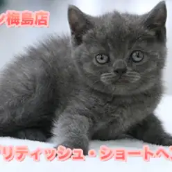 【ブリティッシュ・ショートヘア】高級感漂う深いブルーの被毛はアメジスト級!都内イチの二重アゴがたまらない♥:ペットショップマルワン梅島店(東京都足立区)子猫情No.119108