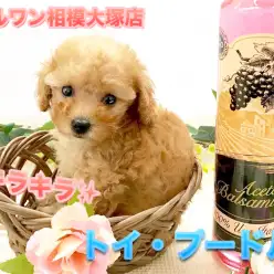 【小さめトイ・プードル】将来はタイニーサイズ！潤んだ瞳が可愛すぎ！アップ写真がCUTEすぎて観覧注意♪：ペットショップマルワン相模大塚店（大和市）｜仔犬情報No.814469