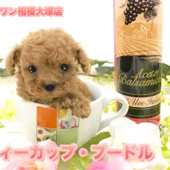 【ティーカップ・プードル】アニメの世界から飛び出してきた！？神奈川県No.1の小ささ！ダイヤの様に輝く瞳は100カラット！：ペットショップマルワン相模大塚店（神奈川県大和市）No.814466