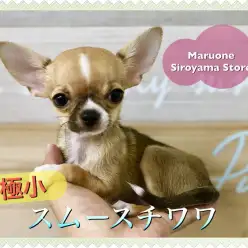 【極小チワワ(スムース)】ティーカップを超越!!過去最小クラスの手乗りワンコが登場!!!:ペットショップペッツワン城山店|子犬情報|NO.118234(神奈川県相模原市)
