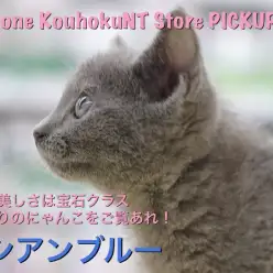 【ロシアンブルー】その美しさは宝石クラス！！とびっきりのニャンコをご覧あれ！：ペットショップマルワン港北NT店（横浜市）｜子猫情報｜NO.311783