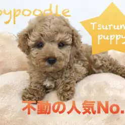 【トイ・プードル】人気1位の魅力は伊達じゃない!小さなネクタイにもご注目☆:ペットショップマルワン鶴見店(横浜市)|オススメ子犬情報!No.713575