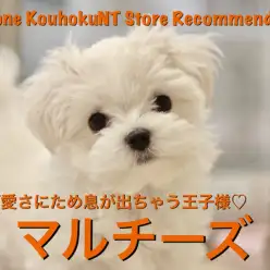 【マルチーズ】衝撃の可愛さにため息が出ちゃう♡白い王子様登場！：ペットショップマルワン港北NT店（横浜市）｜オススメ子犬情報｜NO.311786