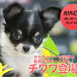 【チワワ】オセロカラーが素敵な美男子がやってきた！：ペットショップマルワン梅島店（東京都足立区）子犬情報No.119120