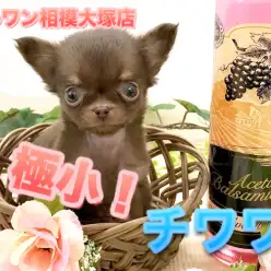 【極小・チワワ】生後60日で驚異の388g!スペシャルなチョコタンカラーがやってきた！：ペットショップマルワン相模大塚店（神奈川県大和市）No.814468
