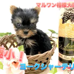 【極小・ヨークシャーテリア】神奈川県最小クラス！生後60日で体重481g手の平より小さなヨーキー登場！：ペットショップマルワン相模大塚店（神奈川県大和市）｜子犬情報！No.814467