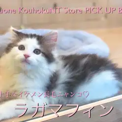 【美形ラガマフィン】甘え上手なイケメン長毛ニャンコ♪：ペットショップマルワン港北NT店（横浜市）｜子猫情報｜NO.311775