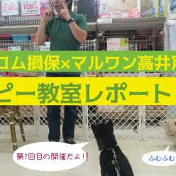 【わんこのしつけ】5/30アニコム損保×マルワン高井戸店コラボ第1回パピー教室レポート！