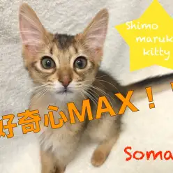 【ソマリ】元気でスタイリッシュな女の子がやってきました！！：ペットショップマルワン下丸子店(東京都大田区)｜子猫情報！No.116243