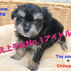 【MIX・チワプー】チワワとトイ・プードルのDNAを受けつぐオンリーワンベイビー登場！：ペットショップマルワン下丸子店（東京都大田区）｜子犬情報！No.116261