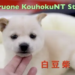 【 超絶希少 白豆柴 】柴犬好きの決定版！この子の可愛さは半端ないって！：ペットショップマルワン港北NT店（横浜市）｜子犬情報｜NO.311801