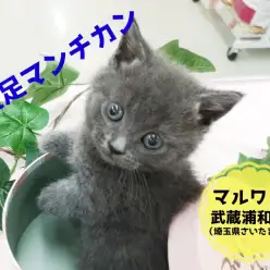 【短足マンチカン】肢長3cm×レアカラー!!さいたまイチの希少にゃんこ!:ペットショップマルワン武蔵浦和店(埼玉県さいたま市)|最新子猫情報!No.412701