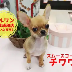【 スムース チワワ 】この夏はスムージーよりも”スムーチー”！小さめボディな涼しめベイビー！：マルワン武蔵浦和店（さいたま市）｜子犬情報！No.412697