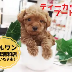 【 ティーカップ・プードル 】生後50日で425g!この夏のアイドルはこの子に決まり!!:マルワン武蔵浦和店(さいたま市)|オススメ子犬情報!No.412707
