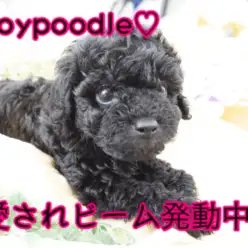 【シルバー トイ・プードル】怒涛のご家族決定率！アイドルフェイスは胸キュン注意報横浜全域に発令中♥：ペットショップマルワン大倉山店（横浜市港北区）｜子犬情報！No.6130714