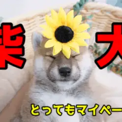 【 むちむち 柴犬 】マニアも絶叫！究極丸型ディテールのサムライドッグがやってきた!：ペットショップマルワン大倉山店（横浜市）｜子犬情報！No.6130715