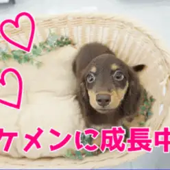 【チョコタン ダックス】ゴールドに輝く瞳!男前すぎるルックスに大興奮♥横浜1のイケメン短足！：ペットショップマルワン大倉山店（横浜市港北区）｜子犬情報！No.6130696