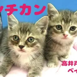 【マンチカン 兄妹】シンクロ率100％？！人気猫種の仲良し兄妹が高井戸店にやってきた！：ペットショップマルワン高井戸店（東京都杉並区）おすすめ子犬情報！NO.130054＆NO.130055