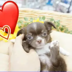 【 チョコタン チワワ 】JKCチャンピオン直仔！世界最小犬種だけど与えてくれる喜びは最大級♥：ペットショップマルワン大倉山店（横浜市港北区）｜子犬情報！No.6130716