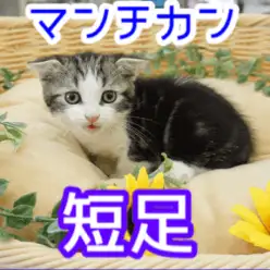 【 短足 マンチカン 】しましま模様のスーパーカーニャンコ登場！マンチカン姉さんがコミュニケーション方法もちょっぴり見せちゃいます♥：ペットショップマルワン大倉山店（横浜市港北区）｜子猫情報！No.6130722