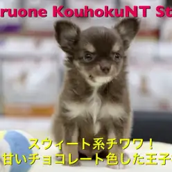 【小さめチワワ ロングコート】スウィート系チワワ！甘いチョコレート色した王子さま♡：ペットショップマルワン港北NT店（横浜市）｜子犬情報｜NO.311793