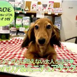【ミニチュア・ダックスフント】生後3ヶ月とは思えない大人っぽさ♥深みのあるレッドは誰にもまけません。:ペットショップマルワン白楽店（横浜市）│子犬情報No,11774