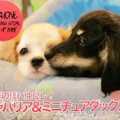 【ミニチュアダックス ＆ キャバリア】姉妹のようにとっても仲良し！可愛い姿を御覧ください♪ : ペットショップマルワン白楽店│子犬情報！No.11564＆11563