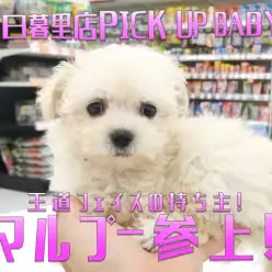 【究極のマルプー／MIX】ちょっぴり短足でくりくりお目目が素敵な最高のお姫様♥：マルワン東日暮里店（東京都荒川区）｜子犬情報！No.014227