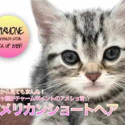 【アメリカンショートヘア】どこから見てもまん丸！ペチャ顔がチャームポイントのアメショ君☆：ペットショップマルワン本羽田店(東京都大田区)｜子猫情報！No.512546