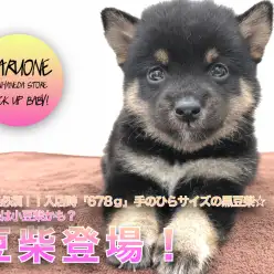 【 豆柴 】閲覧必須！！入店時「678g」手のひらサイズの黒豆柴☆将来は小豆柴かも？：ペットショップマルワン本羽田店(東京都大田区)｜子犬情報！No.512547