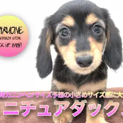 【 ミニチュア・ダックスフント 】ワールド級の可愛さ！成犬時はカニンヘンサイズ予想の小さめなサイズ感に大注目！：ペットショップマルワン本羽田店(東京都大田区)｜子犬情報！No.512549