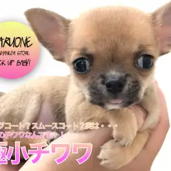 【極小チワワ】ロングコート？スムースコート？実は・・・原種のチワワなんです！！：ペットショップマルワン本羽田店(東京都大田区)｜子犬情報！No.512543