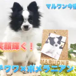 【チワポメ(mix)】小柄なエレガントコートの持ち主!太陽の様な笑顔が素敵な超アイドル♪:ペットショップマルワン今宿店|子犬情報No.120099