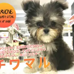 【小さめチワマル♡MIX♡】やっぱり小さめ！生後80日で585g！少女漫画から飛び出してきた癒し系女子♪第二弾インプレ！！ちわまる子ちゃん華麗に成長中！！｜ペットショップマルワン鎌ヶ谷店（千葉県鎌ケ谷市）｜子犬情報No．117157