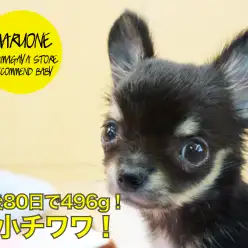 【極小チワワ】生後80日で496g！ウサギのような素晴らしい立ち耳にも大注目♡：ペットショップマルワン鎌ヶ谷店（千葉県鎌ケ谷市）｜オススメ子犬情報No．117155