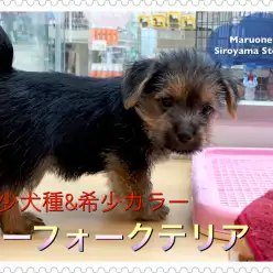 【 激レア ノーフォークテリア 】その希少さは7年に一度?W杯より出会えないプレミアムパピー登場!!:ペットショップ ペッツワン城山店|子犬情報|NO.118255(神奈川県相模原市)
