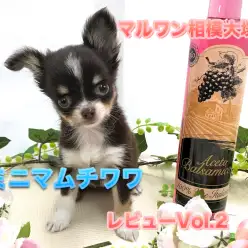 【 チョコタン チワワ 】生後70日で体重642g!毎日違った姿を見せてくれる♪小さな超美形アイドルのセカンドインプレ！：ペットショップマルワン相模大塚店(大和市）｜仔犬情報No.814471