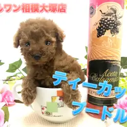 【ティーカップ・プードル】カップよりも小さい！？過去最小レベルのアイドル登場！：ペットショップマルワン相模大塚店（大和市）｜子犬情報No.814473