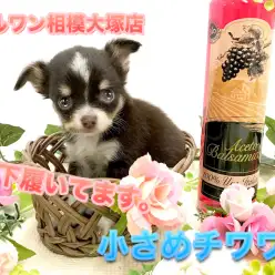 【チョコタン チワワ】HP掲載前の特別公開！ブルーの瞳の小さな癒し系♪横顔が美しすぎます。：ペットショップマルワン相模大塚店｜仔犬情報No.814471