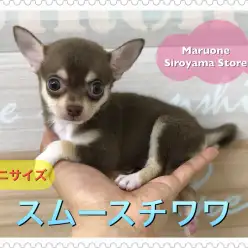 【ミニチワワ・スムースコート】天使の様な可愛らしさ♡希少なチョコタンスムチを超速レビュー！：ペットショップ ペッツワン城山店｜子犬情報｜NO.118254（神奈川県相模原市）